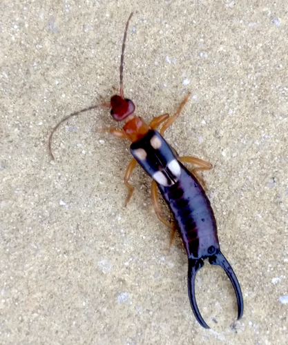 Smyrnean Earwig photo 5