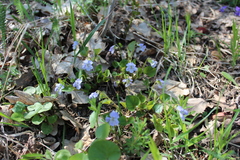 Viola tanaitica