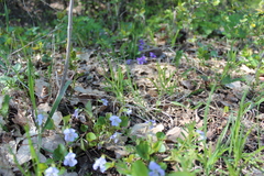 Viola tanaitica