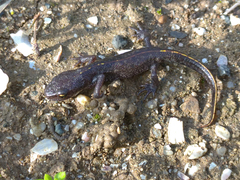 Triturus ivanbureschi