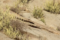 Bubo bengalensis