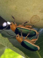 Cacoscelis marginata