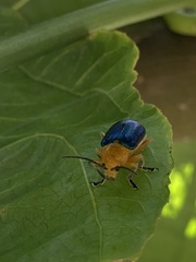 Cacoscelis marginata