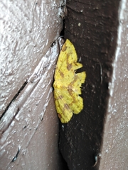 Periclina apricaria