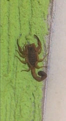 Tityus serrulatus