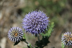 Echinops armatus