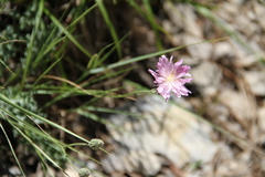 Crepis purpurea