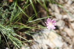 Crepis purpurea