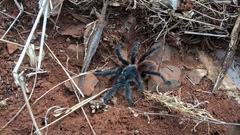 Lasiodora