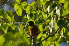 Icterus spurius spurius