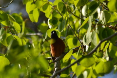 Icterus spurius spurius