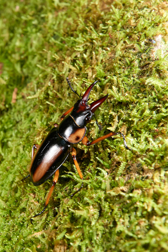 Prosopocoilus savagei
