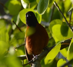 Icterus spurius spurius