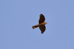 Accipiter virgatus
