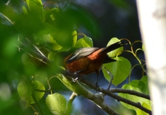 Icterus spurius spurius