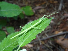 Clonopsis gallica