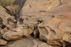 Panthera pardus fusca