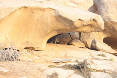 Panthera pardus fusca