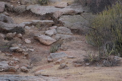 Panthera pardus fusca