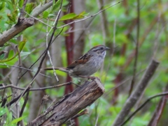 Melospiza georgiana georgiana