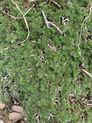 Selaginella nivea nivea