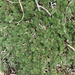 Selaginella nivea - Photo (c) Troos van der Merwe, algunos derechos reservados (CC BY-NC), subido por Troos van der Merwe