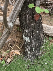 Selaginella nivea nivea