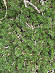 Selaginella nivea nivea
