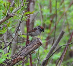 Melospiza georgiana georgiana