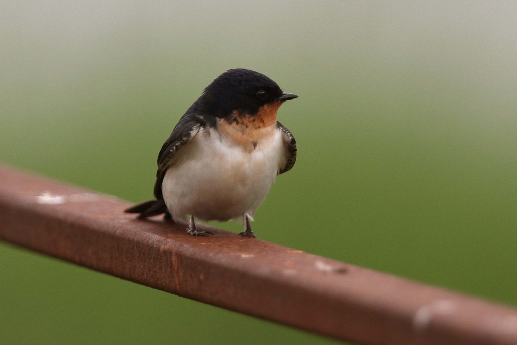 Typical Swallows × House Martins