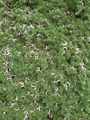 Selaginella nivea nivea