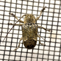 Prosoplus mediofasciatus