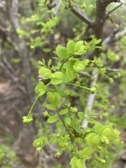 Phyllanthus pinnatus