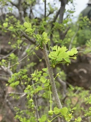 Phyllanthus pinnatus