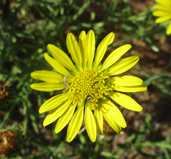 Hirpicium