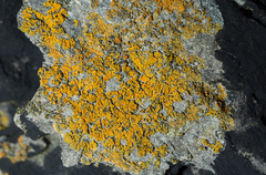 Variospora thallincola