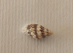 Columbella