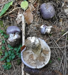 Cortinarius cumatilis