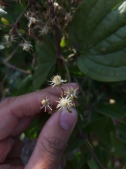 Clematis hedysarifolia