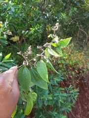 Clematis hedysarifolia