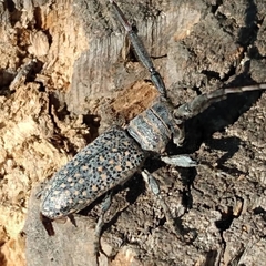 Taricanus truquii