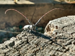 Taricanus truquii