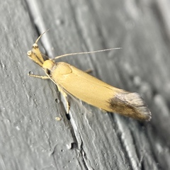 Eremnozona straminea