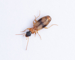 Philorhizus sigma