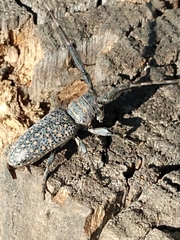 Taricanus truquii