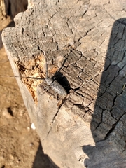 Taricanus truquii