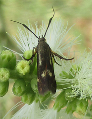 Eretmocera fuscipennis