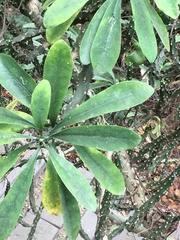 Euphorbia neriifolia