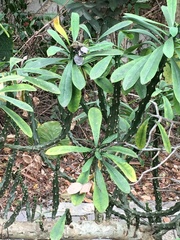 Euphorbia neriifolia