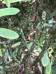 Euphorbia neriifolia